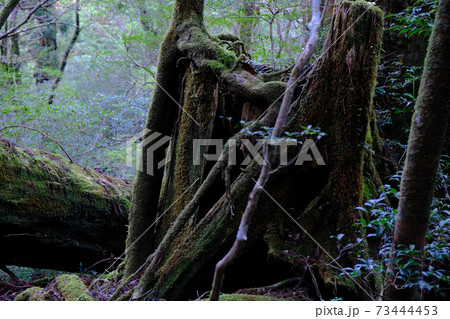 ヤクスギランド　倒木更新 73444453