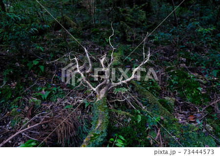 屋久島　倒木 73444573