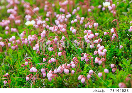 エゾノツガザクラ群落_大雪山_望遠 73444628