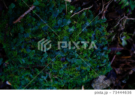 屋久島の苔 73444636