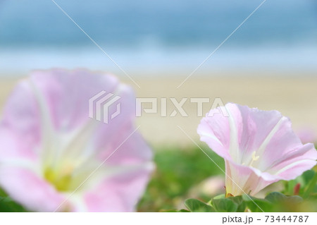 浜ヒルガオ 73444787