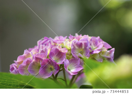 ピンクい紫陽花が可愛い の写真素材