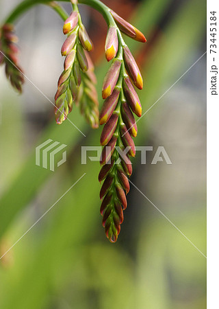 ヒメヒオウギズイセン（姫檜扇水仙）の花姿が個性的で面白い 73445184