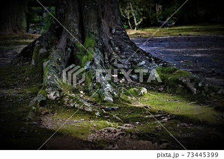大地に根を張る 古い大木の写真素材