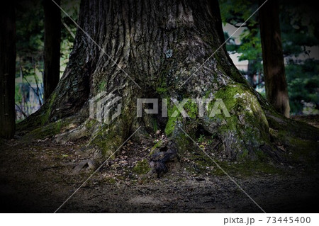 大地に根を張る 古い大木の写真素材