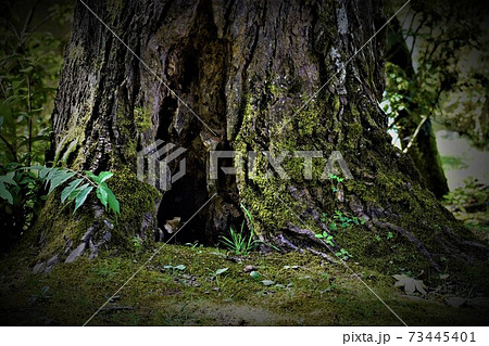 大地に根を張る 古い大木の写真素材