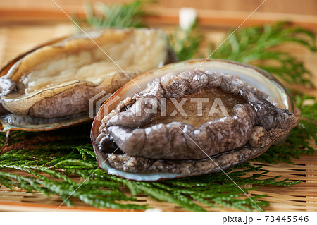 活アワビ 活アワビ 73445546