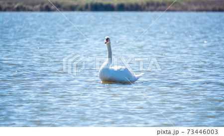Graceful white Swan swimming in the lake, swans in the wild Graceful white Swan swimming in the lake, swans in the wild 73446003