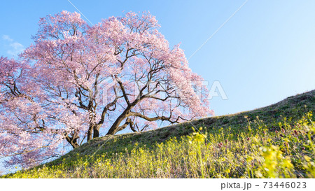 上の平の一本桜 上の平の一本桜 73446023
