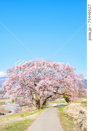 上の平の一本桜 上の平の一本桜 73446027