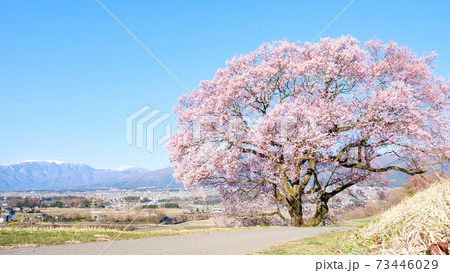 上の平の一本桜 73446029