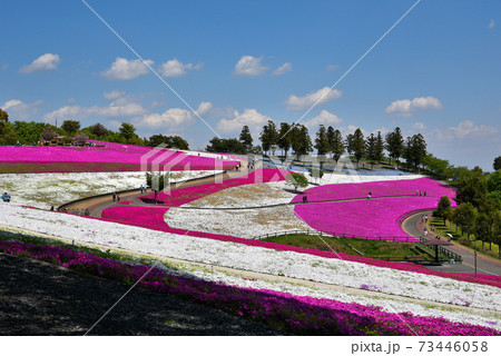 太田市おおた芝桜まつり 73446058