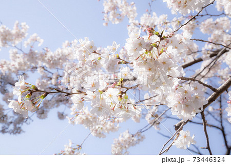 青空と枝に開花したソメイヨシの桜の花 青空と枝に開花したソメイヨシの桜の花 73446324