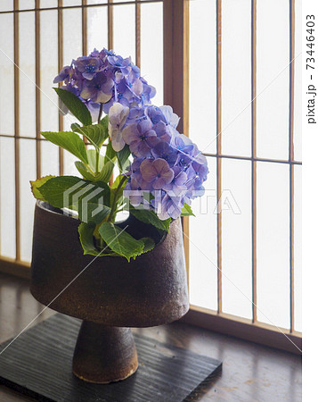 紫陽花の生け花の写真素材