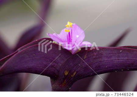 パープルハート（紫御殿）のユニークな花型とピンクの花弁が可愛い 73446524