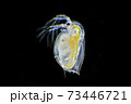 ミジンコ daphnia 横向き　黒バック 73446721