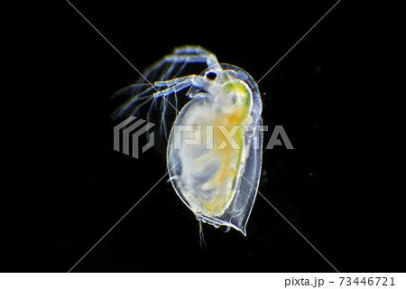 ミジンコ daphnia 横向き　黒バック 73446721