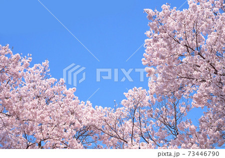 桜と快晴の青空 桜と快晴の青空 73446790