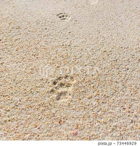かわいい】白い砂浜に猫の肉球の写真素材 [73446929] - PIXTA