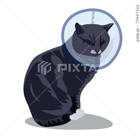 Vector stock illustration of a cat in a collar after surgery. The kitten is angry and dissatisfied. There is a plastic cat cone on the patient's neck after the operation. Isolated on a white Vector stock illustration of a cat in a collar after surgery. The kitten is angry and dissatisfied. There is a plastic cat cone on the patient's neck after the operation. Isolated on a white 73447322