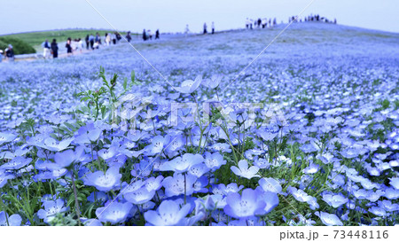 一面に広がるネモフィラ畑 一面に広がるネモフィラ畑 73448116