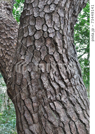 クロマツの樹皮 クロマツの樹皮 73449141