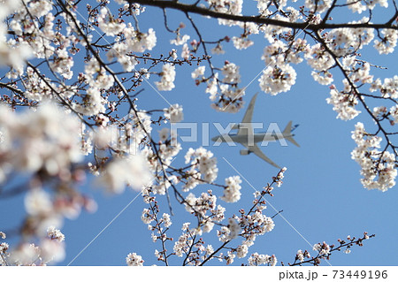 桜の花のフレーム越しに飛んでいく飛行機の写真素材