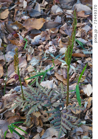 オオハナワラビ　秋に葉を出し冬を越し、初夏に枯れる　1月撮影 73449370
