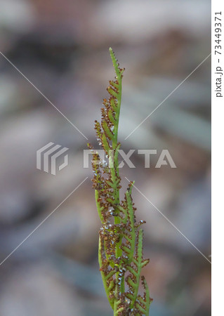 シダ植物「オオハナワラビ」の胞子葉 1月撮影 シダ植物「オオハナワラビ」の胞子葉 1月撮影 73449371