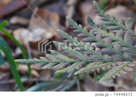 シダ植物「オオハナワラビ」　葉先が鋭い 73449372