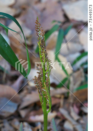 シダ植物「オオハナワラビ」の胞子葉　1月撮影 73449373