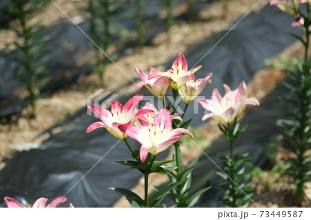 谷汲ゆり園 73449587