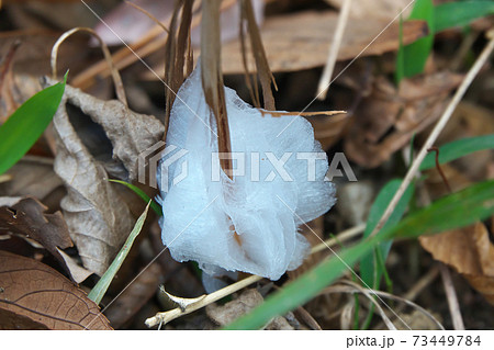 シソ科の多年草「シモバシラ」の茎にできた氷の花(霜柱) 1月撮影 シソ科の多年草「シモバシラ」の茎にできた氷の花(霜柱) 1月撮影 73449784