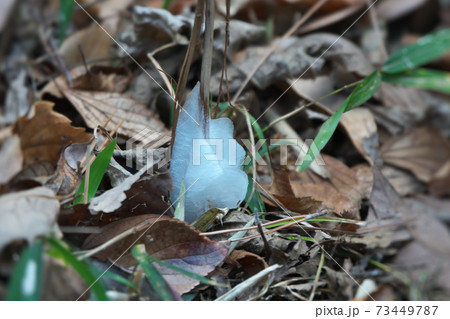 シソ科の多年草「シモバシラ」の茎にできた氷の花（霜柱）　1月撮影 73449787