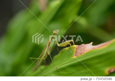 斑らのカマキリ 73450580