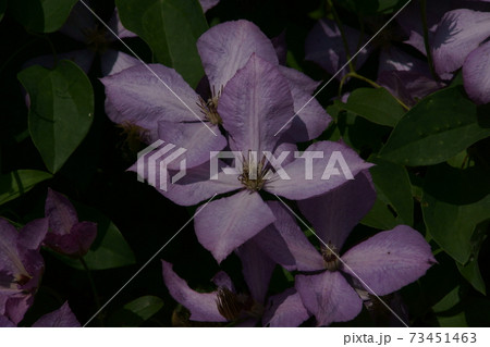 クレマチス 73451463