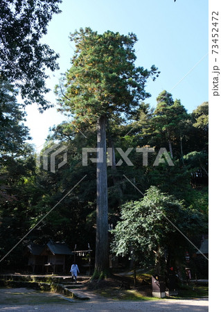 島根県の神魂神社にある大きな神木(杉) 島根県の神魂神社にある大きな神木(杉) 73452472