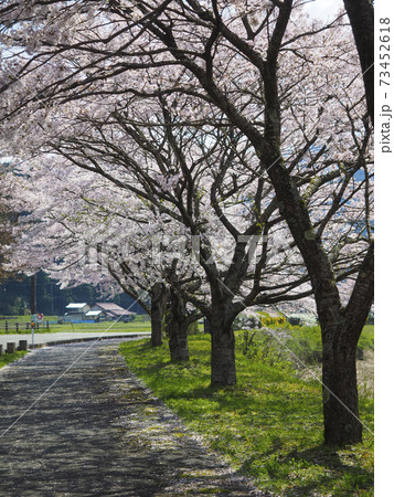 美山かやぶき由良里街道沿いの桜並木 73452618