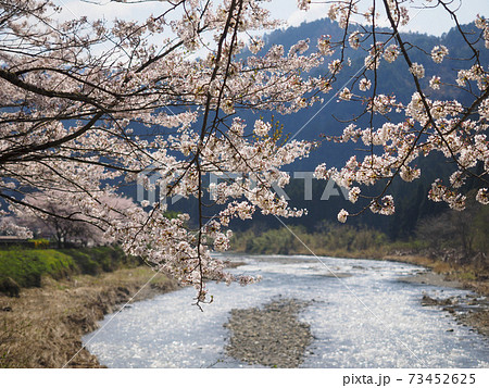 由良川沿いの桜 73452625