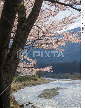 由良川沿いの桜 73452627