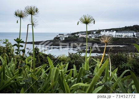 View of fishing village with sandy beach and small harbour, withered Giant Alliums in the foreground. 73452772