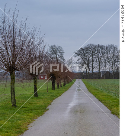A line of traditionally pruned willow trees along a small farm road. Picture Scania, Sweden 73453064