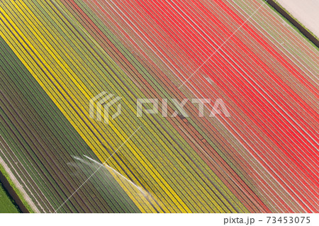 Water irrigation of tulip fields, strips of coloured flowers 73453075