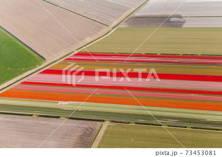 Tulip fields, North Holland, Netherlands 73453081