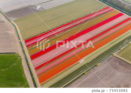 Tulip fields, North Holland, Netherlands 73453083