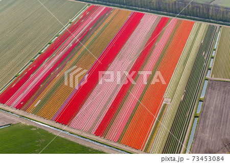 Tulip fields, North Holland, Netherlands 73453084