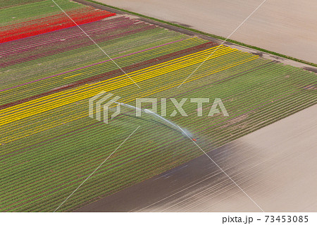 Tulip fields, North Holland, Netherlands 73453085
