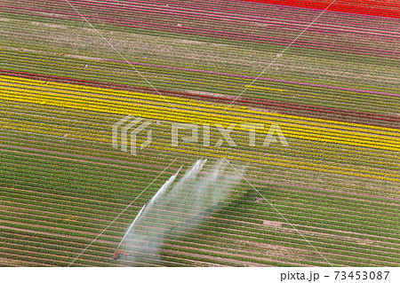 Tulip fields, North Holland, Netherlands 73453087