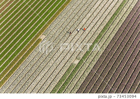 Workers in tulip fields, North Holland, The Netherlands 73453094
