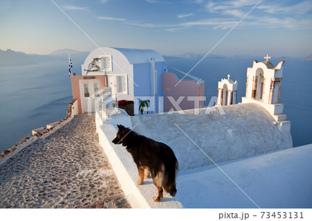 Dog in the village of Oia Santorini Cyclades islands, Greece 73453131